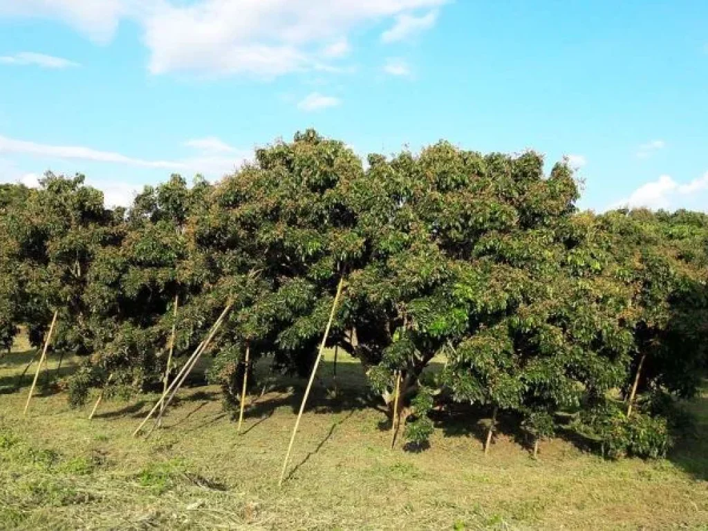 ขายที่ดิน สวนลำใย ตำบลมะกอก อำเภอป่าซาง ลำพูน 123 ไร่