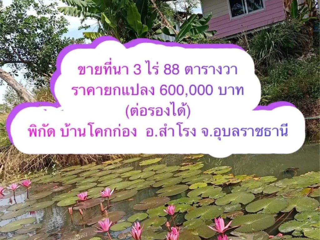 ที่นาบ้านโคกก่อง สำโรง 3 ไร่ 88 ตรวขายถูก ยกแปลง 600000 บาท