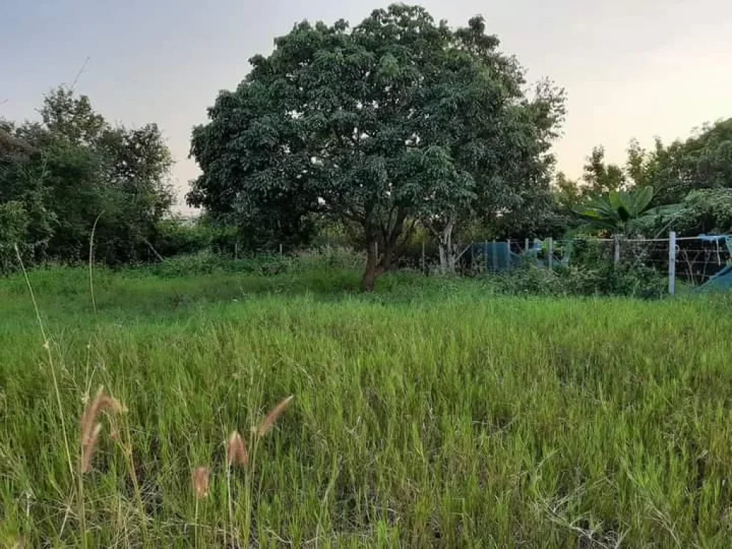 ขายที่ดินเลียบรถไฟ สารภี ราคาสุดคุ้ม