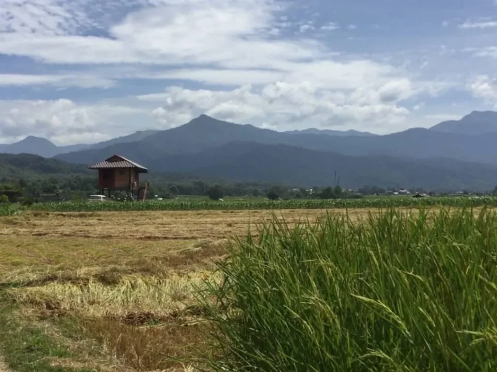 ขายโฉนดวิวสวยบรรยากาศดีติดรีสอร์ท เหมาะทำธุรกิจต่างๆ