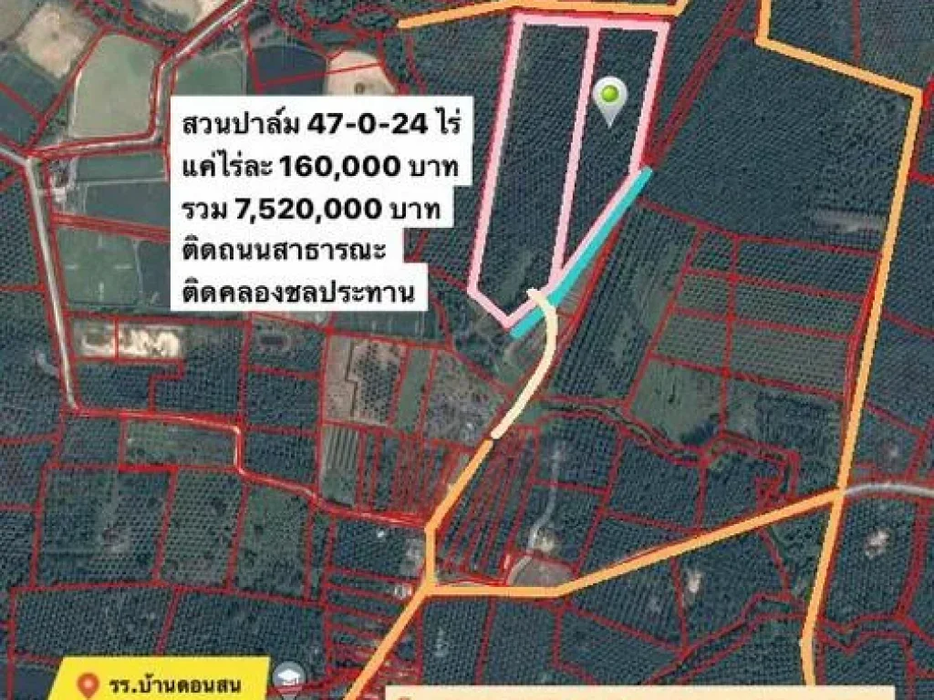 สวนปาล์ม 47 ไร่ ตท่าทอง อกาญจนดิษฐ์ ราคาถูกมาก