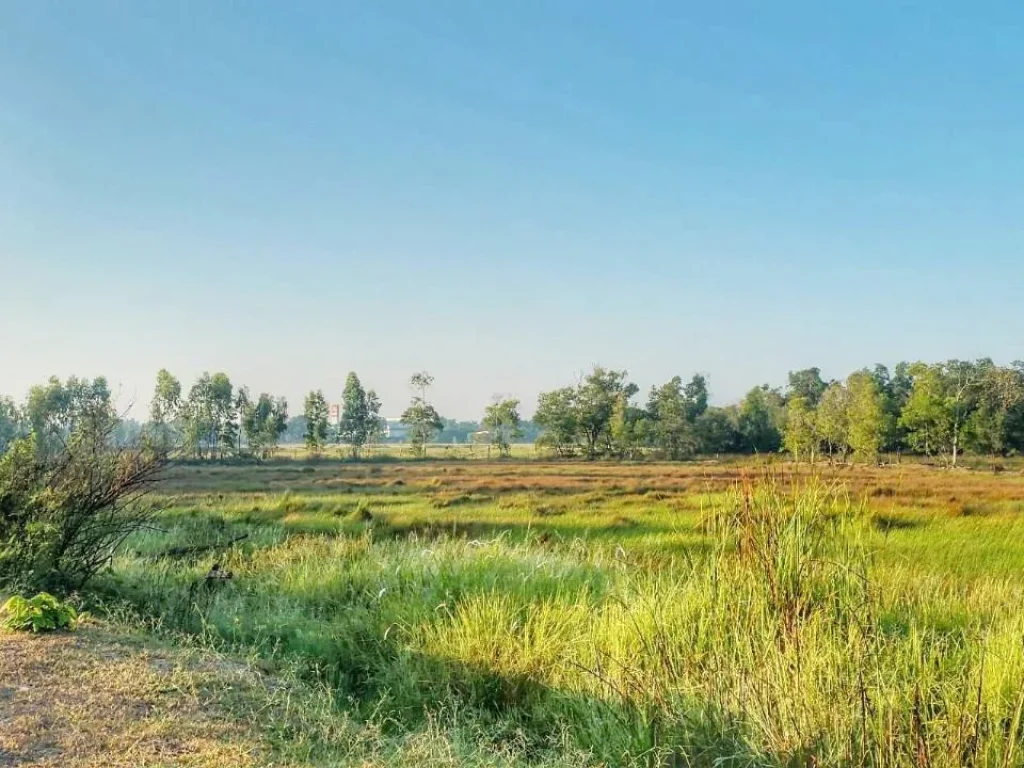 ที่ดินสวยใกล้มมหาสารคาม ติดถนนถีนานนท์ ราคาต่อไร่ไม่ถึงล้าน