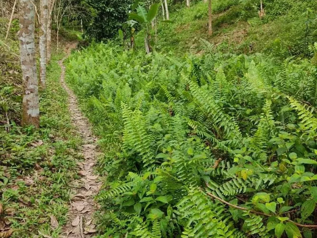 ขายที่ดินพร้อมสวนยางต้นยางอ่อน 5 ไร่