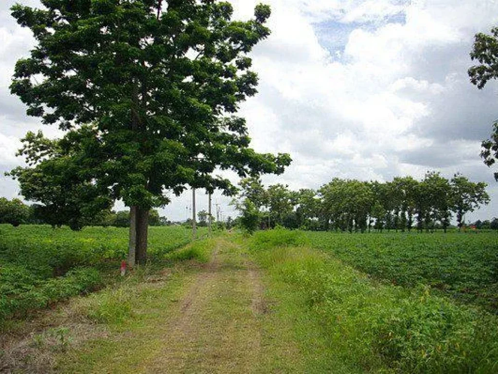 ที่ดินโฉนด2ไร่ติดทางสาธารณะ ตคลองกระจัง อศรีเทพ จเพชรบูรณ์