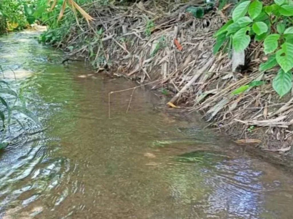 ขายที่นา แม่นะ เชียงดาว วิวภูเขา ราคาถูก