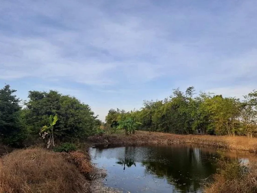 ที่ดิน9ไร่โฉนดพร้อมสวนเกษตรมีไม้พยุง200กว่าต้นไผ่หวานใต้หวันมะขามหวาน ฯลฯ ตคลองเกตุ อโคกสำโรง จลพบุรี