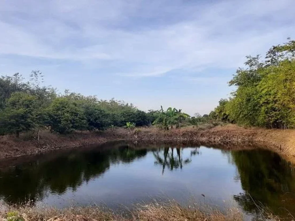 ที่ดิน9ไร่โฉนดพร้อมสวนเกษตรไผ่หวานใต้หวันมะขามหวานฯลฯ ตคลองเกตุ อโคกสำโรง จลพบุรี