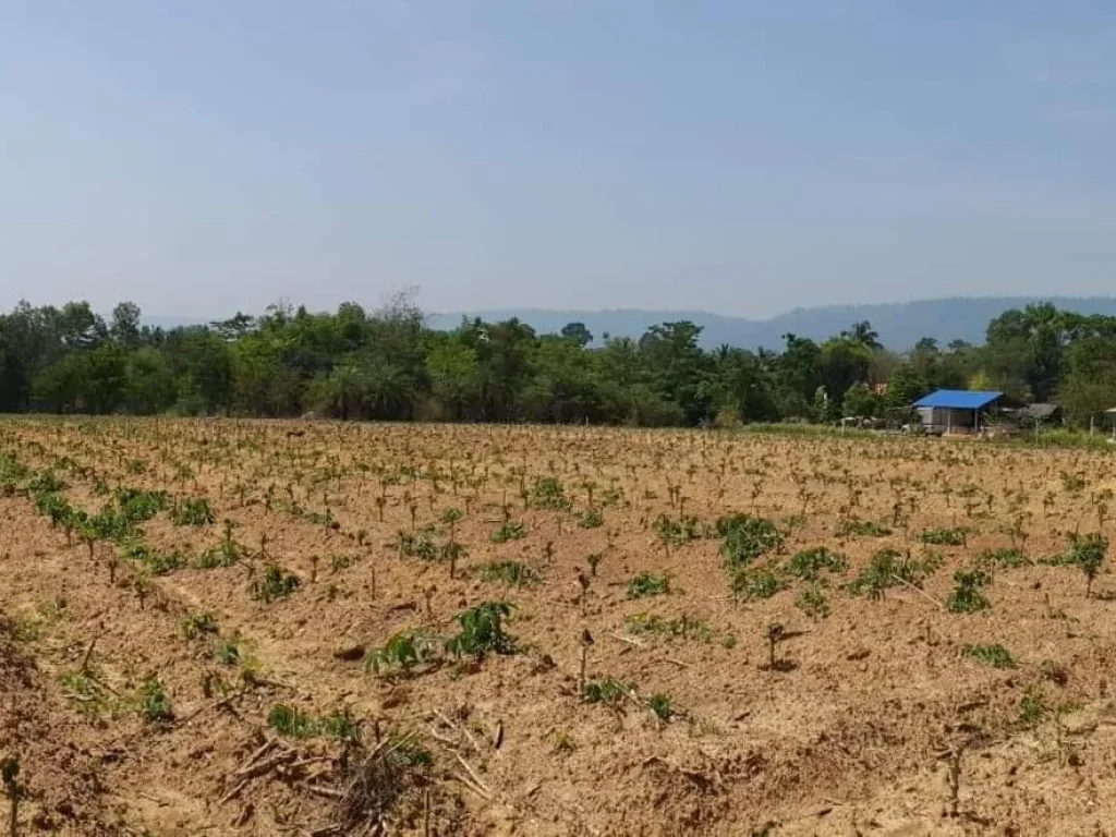 ที่ดินวังน้ำเขียว 4ไร่ใกล้ถนนเขาใหญ่-วังน้ำเขียว