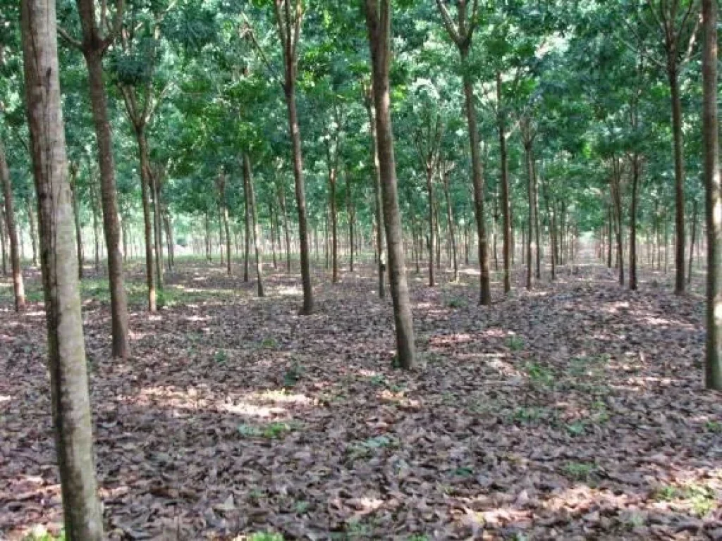  ขายสวนยาง ติดคลองใหญ่ โฉนด 104 ไร่ ติดถนนลาดยาง 