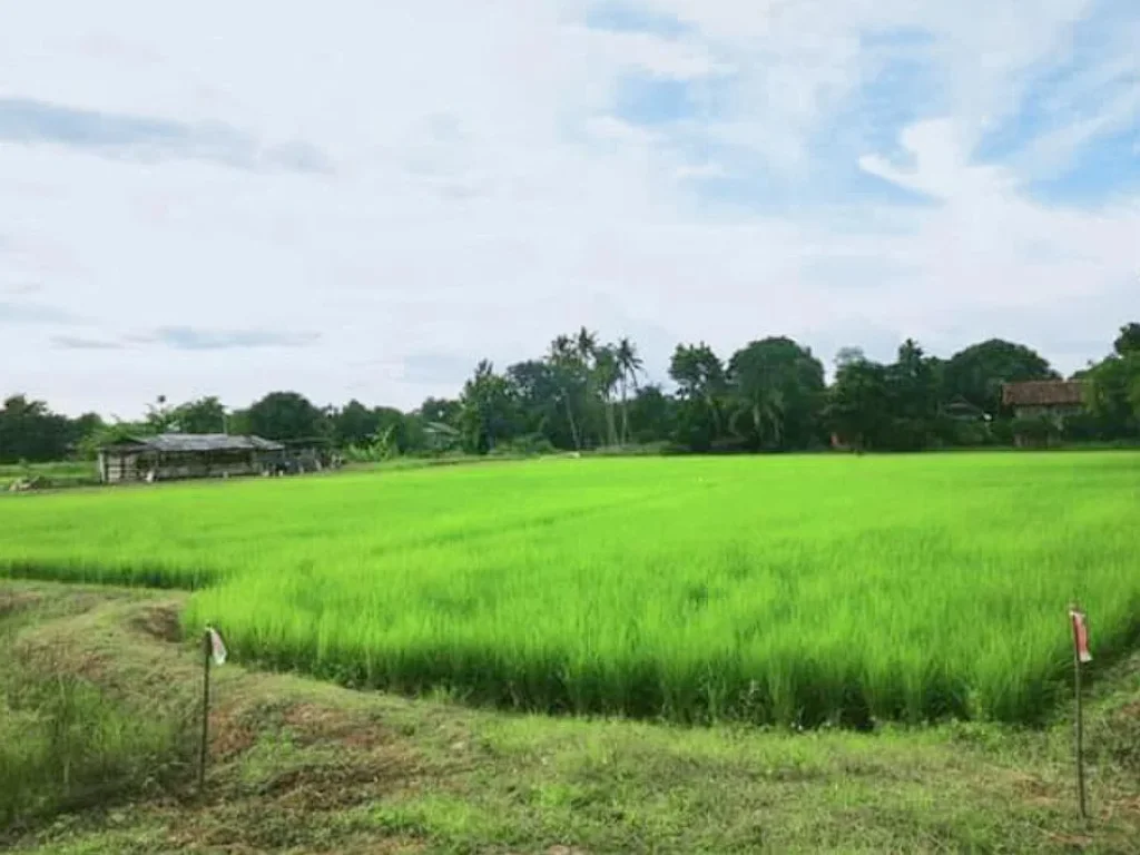 ขายที่นาวิวทุ่งนา สันโป่ง แม่ริม ราคาถูก