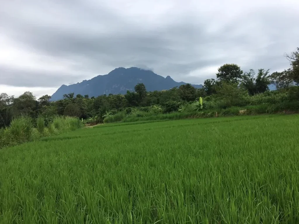 ขายที่ดินเชียงดาว แม่นะ วิวดอย ติดลำเหมือง ราคาถูก