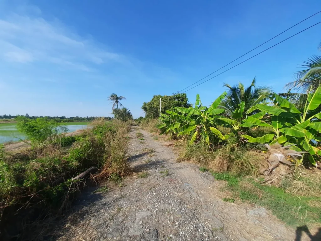 ขายที่ดิน 10 ไร่ พื้นที่สวนมะพร้าวน้ำหอมและบ่อเลี้ยงปลา อบางน้ำเปรี้ยว จฉะเชิงเทรา