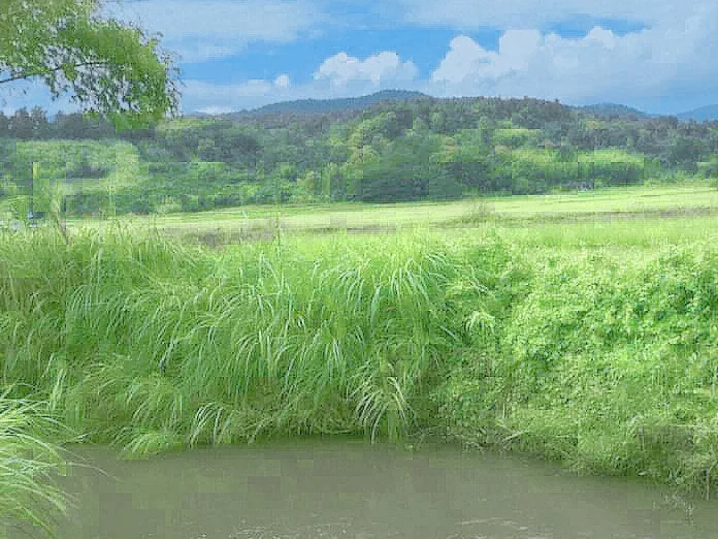 ขายที่ดินสะลวง แม่ริม ติดน้ำแม่ริม วิวภูเขา ราคาถูก