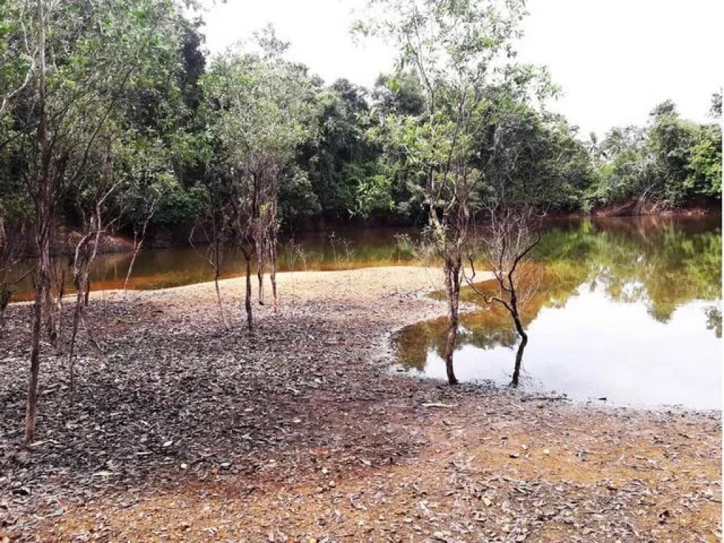 ขายที่ดินบ่อน้ำ10 ไร่ บางม่วง ตะกั่วป่า พังงา