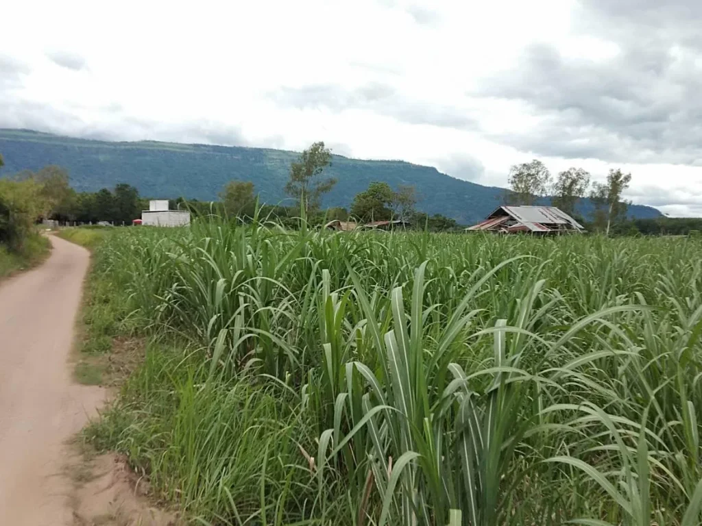 ที่ดินวิวสวยๆ บรรยากาศดีมองเห็นวิวภูหอ และภูหลวง อภูหลวง โฉนด 6 ไร่ เพียง 15 ล้านบาท