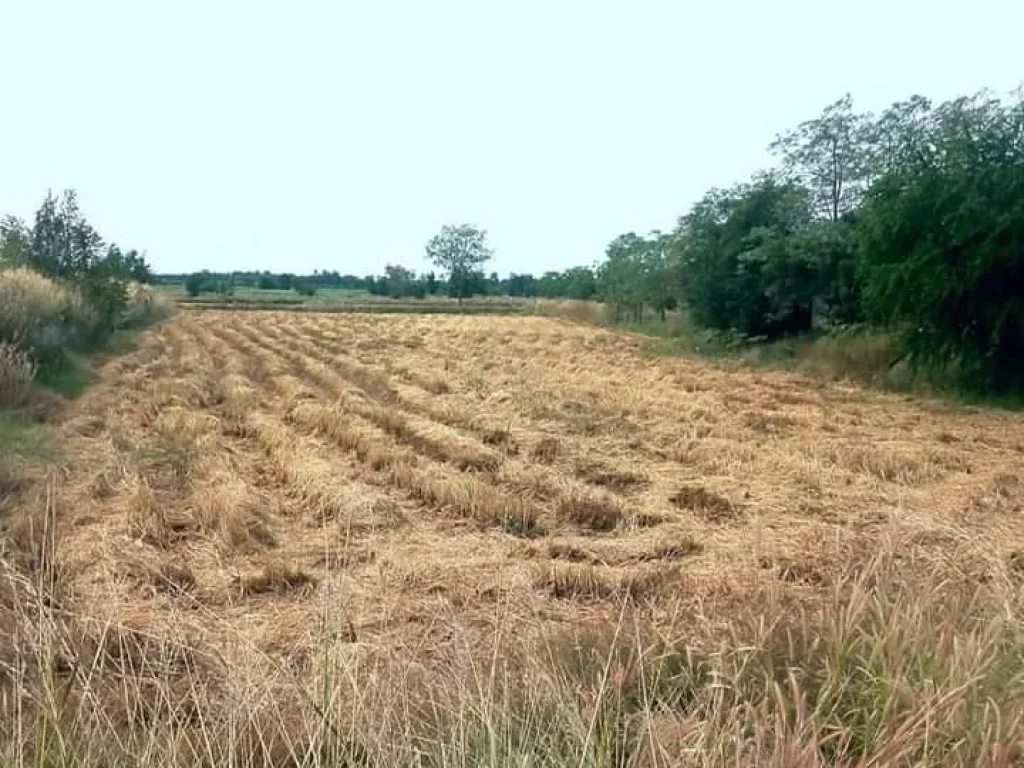 ที่ดินแปลงสวย ติดถนนสี่เลน บุรีรัมย์ ิราคาถูก