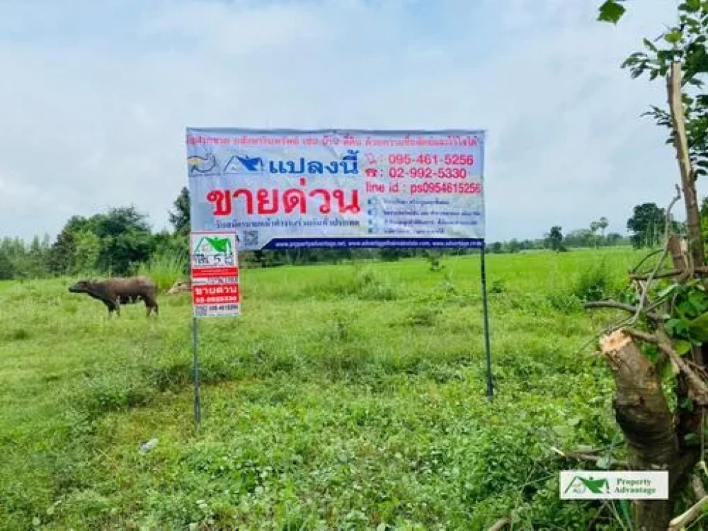 ขายที่ดิน 5 ไร่ ตบ้านกง อหนองเรือ จขอนแก่น