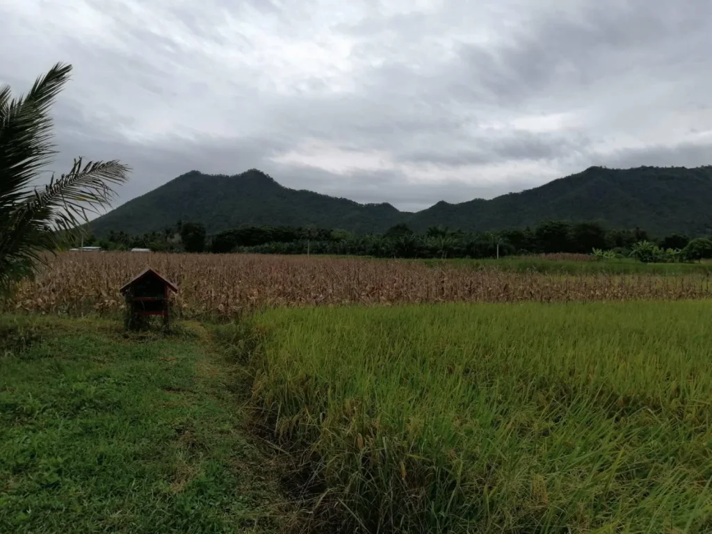 ขายที่ดินสวยๆสำหรับสร้างบ้าน ทำที่พักตากอากาศ โฉนด 2 ไร่ครึ่ง อเชียงคาน