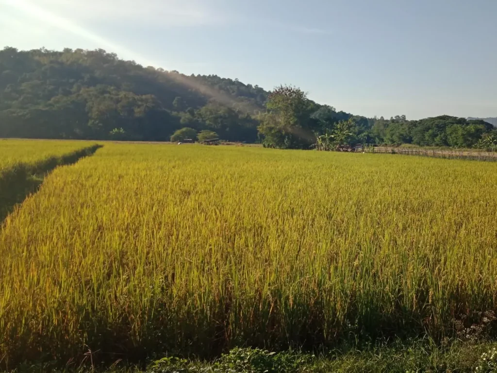 ที่ดินหลังน้ำพุร้อนสันกำแพง เชียงใหม่