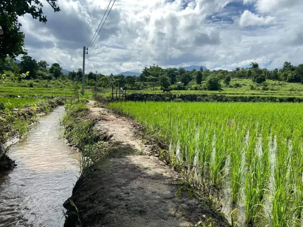 ขายที่นา บ้านแม่กลางจอมทอง ติดลำเหมือง ราคาถูก