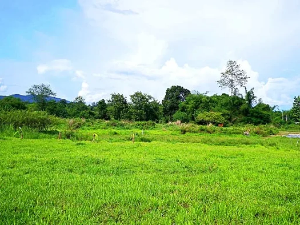 ขายที่ดิน หลังมหาวิทยาลัยแม่โจ้ ตำบลป่าไผ่ อำเภอสันทราย จังหวัดเชียงใหม่