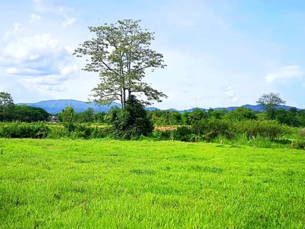 ขายที่ดิน หลังมหาวิทยาลัยแม่โจ้ ตำบลป่าไผ่ อำเภอสันทราย จังหวัดเชียงใหม่