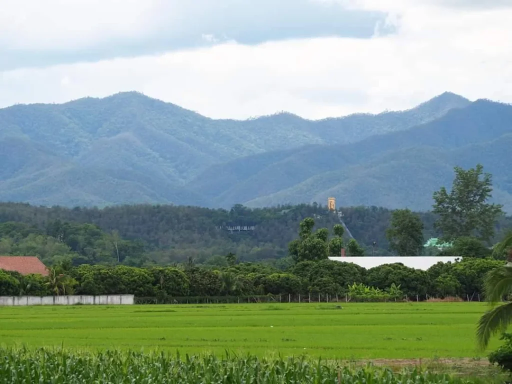 ขายที่ดินวิวดอย สันป่าตองน้ำบ่อหลวง ราคาถูก