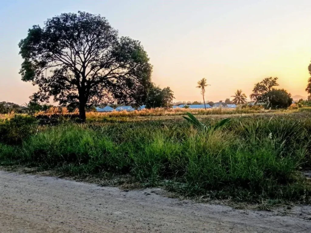 ขายด่วน ที่ดิน แปลงใหญ่ ซอยวัดนิโคร หัวหิน ประจวบคีรีขันธ์ เจ้าของขายเอง