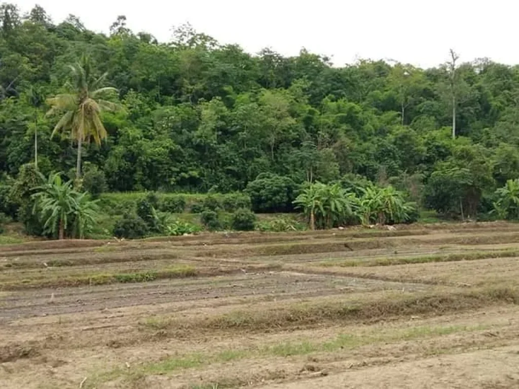 ขายที่ดินติดน้ำปิงเชียงดาว แปลงสุดท้าย ราคาถูก