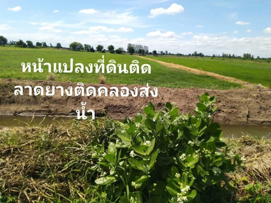 ขายที่ดินติดถนนลาดยางติดน้้ำติดคลองมีถนนหัวท้าย