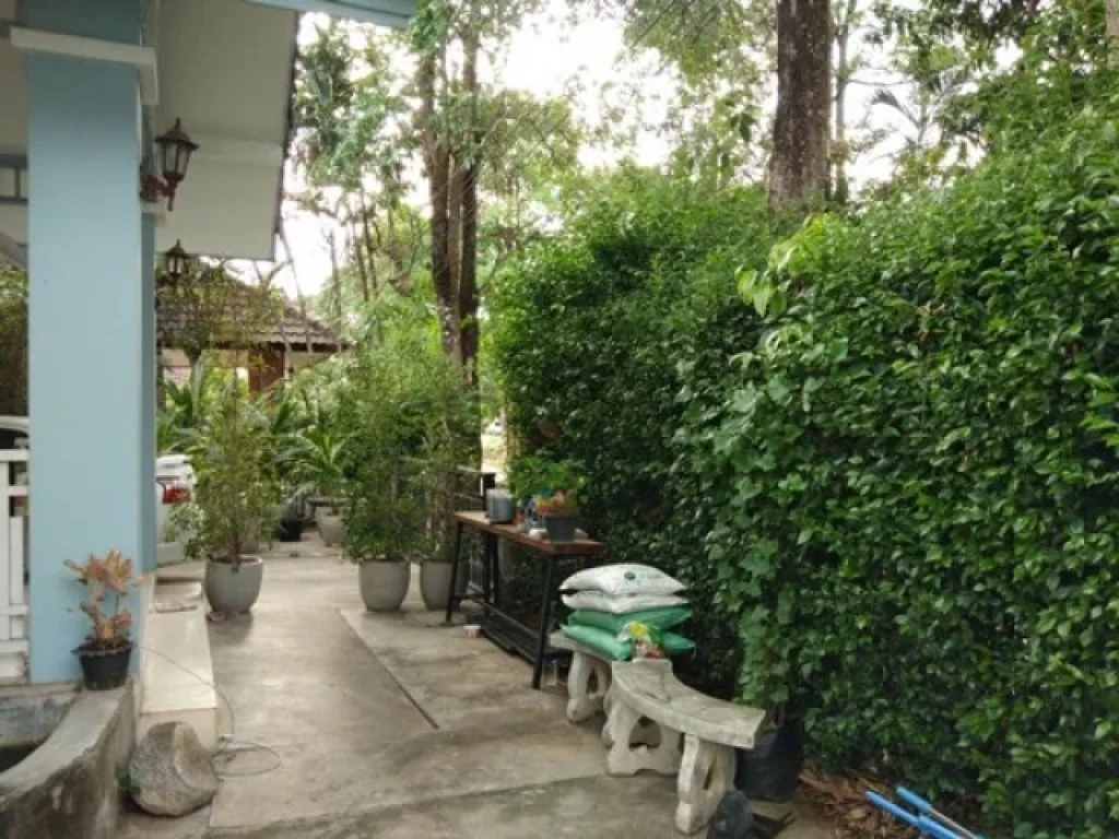 ขายด่วน บ้านวังตาล หางดง เชียงใหม่ 60 ตารางวา Selling our single storey house in Ban Wang Tan