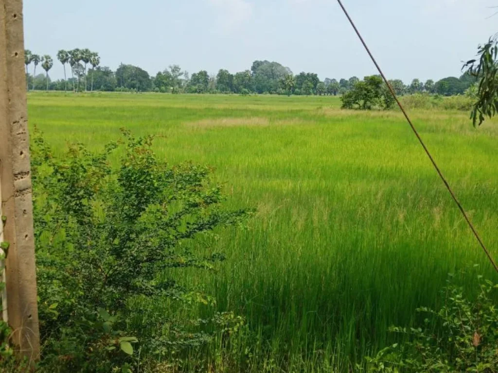 ขายที่ดิน 30 ไร่ ตหนองจอก อบางปะกง จฉะเชิงเทรา