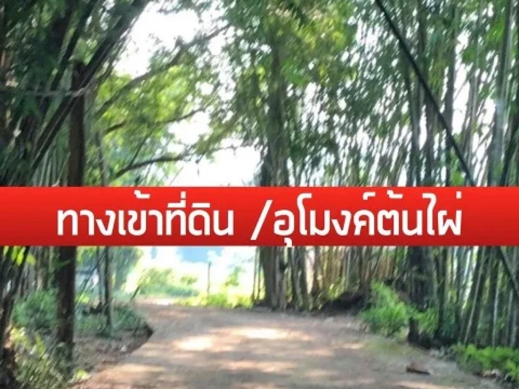 Land For Sale in Maerim Chiangmai ที่ดิน 2 แปลง แม่ริม เชียงใหม่