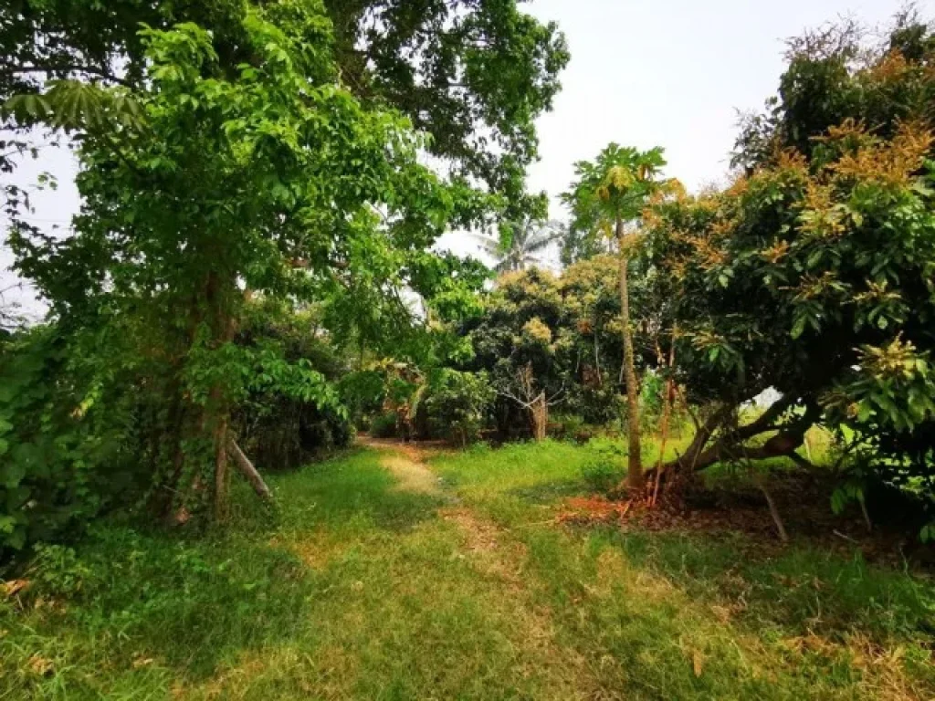 Land For Sale in Maerim Chiangmai ที่ดิน 2 แปลง แม่ริม เชียงใหม่