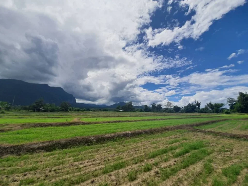 ขายที่ดินวิวดอยหลวง วิวดอยนาง เชียงดาว หลายแปลงราคาถูก