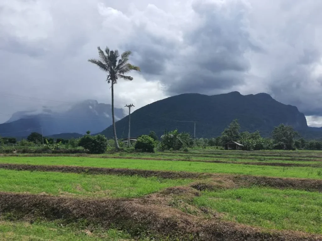 ขายที่ดินวิวดอยหลวง วิวดอยนาง เชียงดาว หลายแปลงราคาถูก