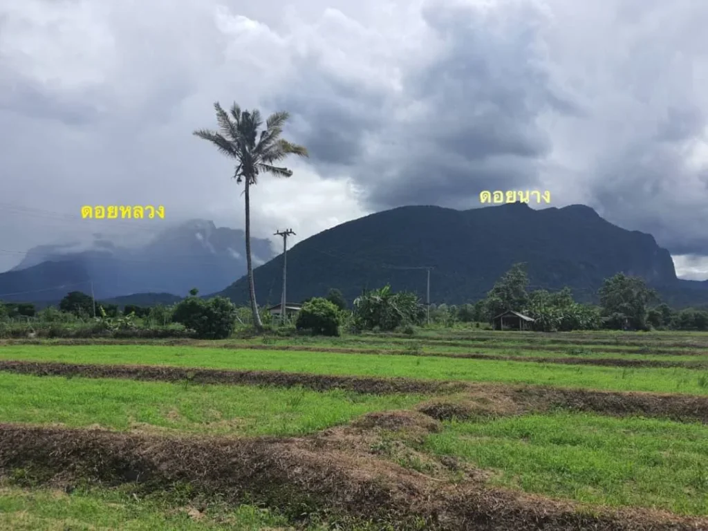 ขายที่ดินวิวดอยหลวง วิวดอยนาง เชียงดาว หลายแปลงราคาถูก