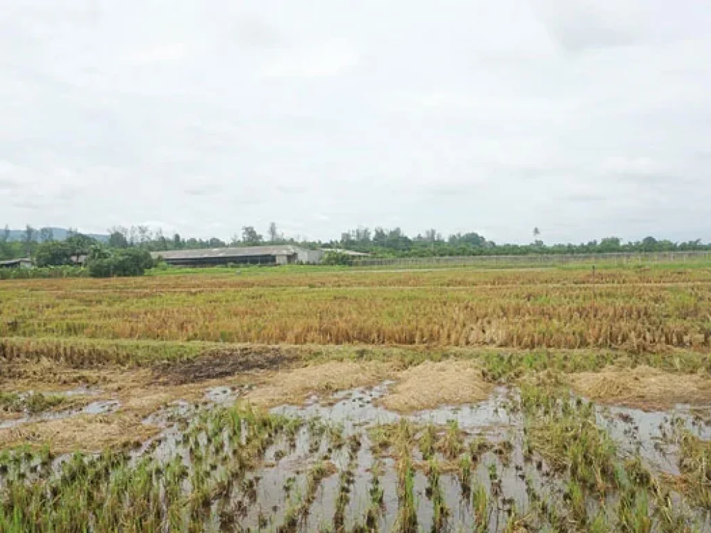 ขายที่ดิน ตำบลแม่แฝก อำเภอสันทราย จังหวัดเชียงใหม่ ติดถนนคอนกรีต