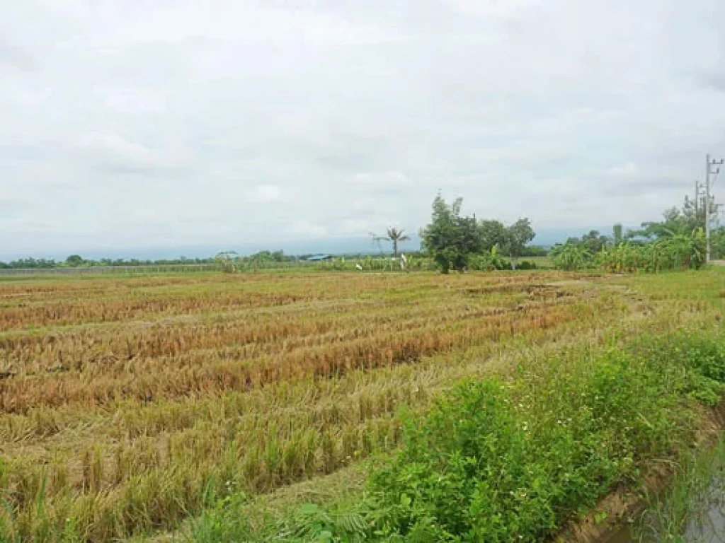 ขายที่ดิน ตำบลแม่แฝก อำเภอสันทราย จังหวัดเชียงใหม่ ติดถนนคอนกรีต