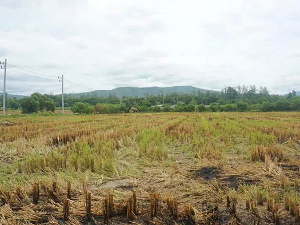 ขายที่ดิน ตำบลแม่แฝก อำเภอสันทราย จังหวัดเชียงใหม่ ติดถนนคอนกรีต