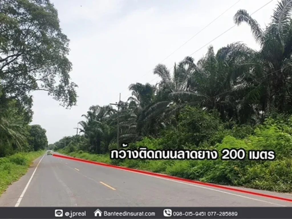 ขาย ที่ดิน 16ไร่เศษ กว้าง200เมตร ลึก152เมตร ใกล้แยกท่าสน ถนนทุ่งใหญ่ สุราษฎร์ธานี เหมาะทำแบ่งล็อคขาย