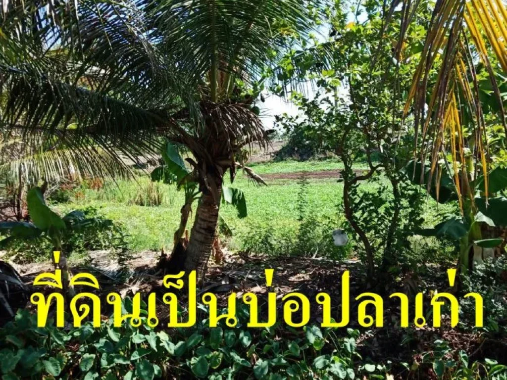 ขายที่ดิน 1 ไร่ 69 ตรว ตบางพลีน้อย อบางบ่อ จสมุทรปราการ