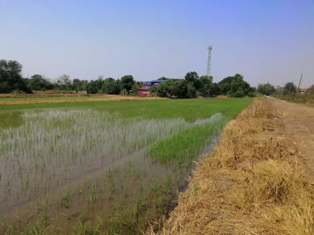 ขายที่ดินเปล่า 200 ตรว คลอง 11 ตบึงน้ำรักษ์ อธัญบุรี จปทุมธานี