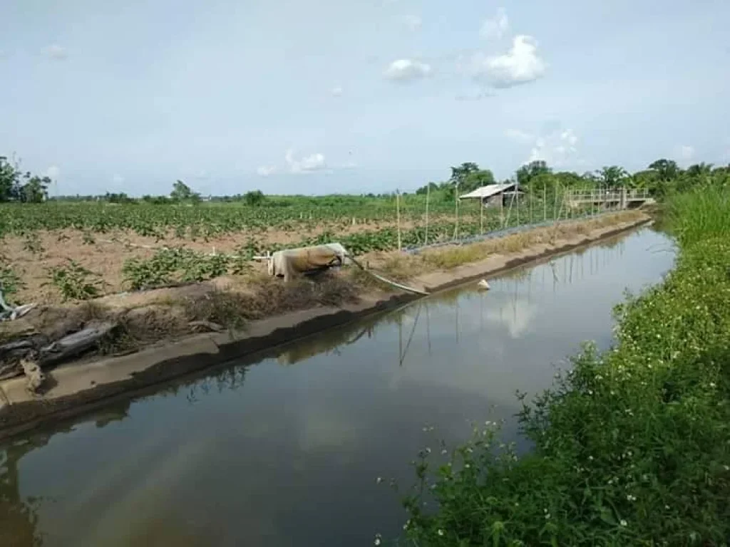 ขายที่นา บ้านกาด แม่วาง เหมาะการเกษตร