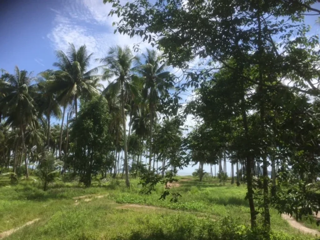 ขาย ที่ดินติดชายทะเล โฉนด ใกล้เกาะพิทักษ์ อหลังสวน ชุมพร ราคาพิเศษ