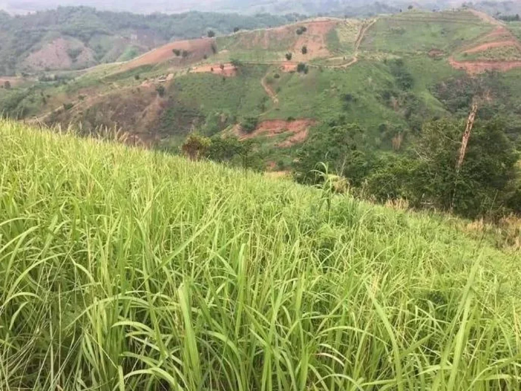 ที่ดินใกล้แหล่งท่องเที่ยว ทำเลดี ตทุ่งสมอ อเขาค้อ จเพชรบูรณ์