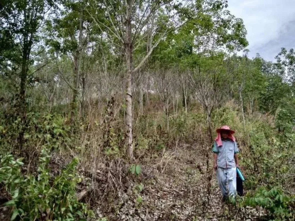 ที่ดินพร้อมสิ่งปลูกสร้าง หน้าสถานีตำรวจทุ่งช้าง จน่าน