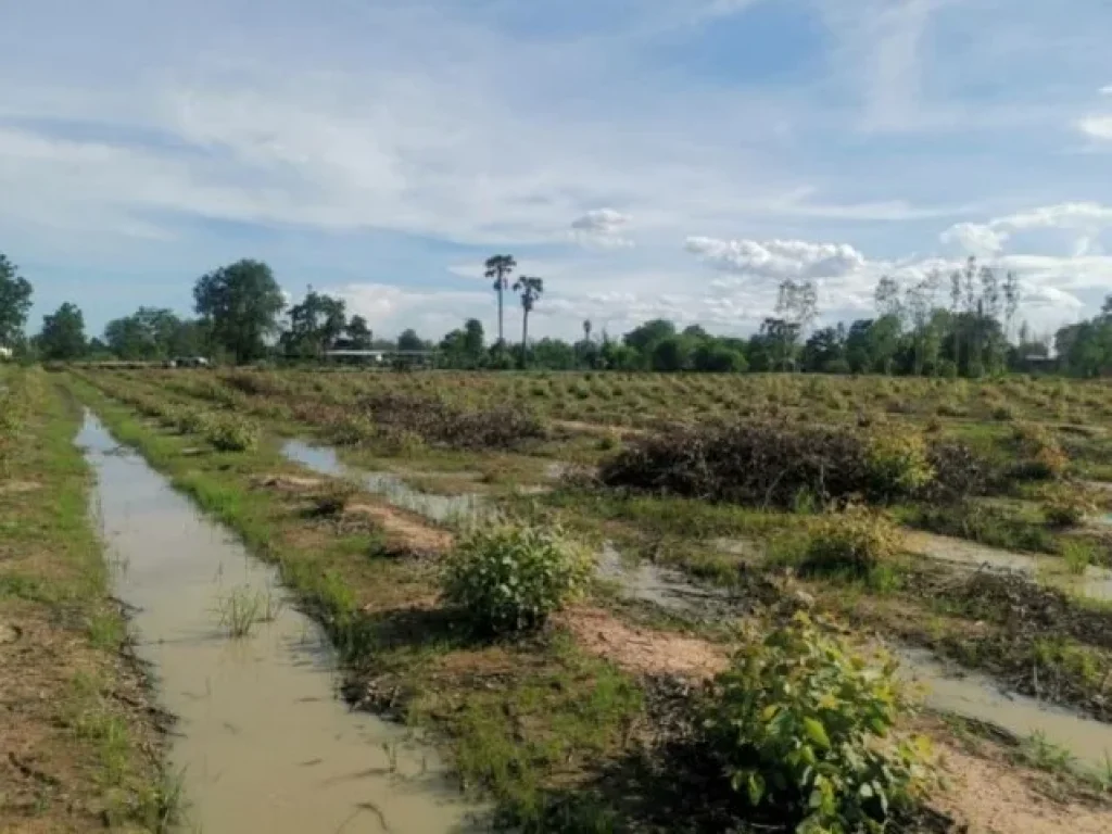 ขายที่ดิน ดอนเจดีย์ สุพรรณบุรี มีสวนยูคาลิปตัส เนื้อที่ 8 ไร่ ทำเลดี อยู่ในแหล่งชุมชน