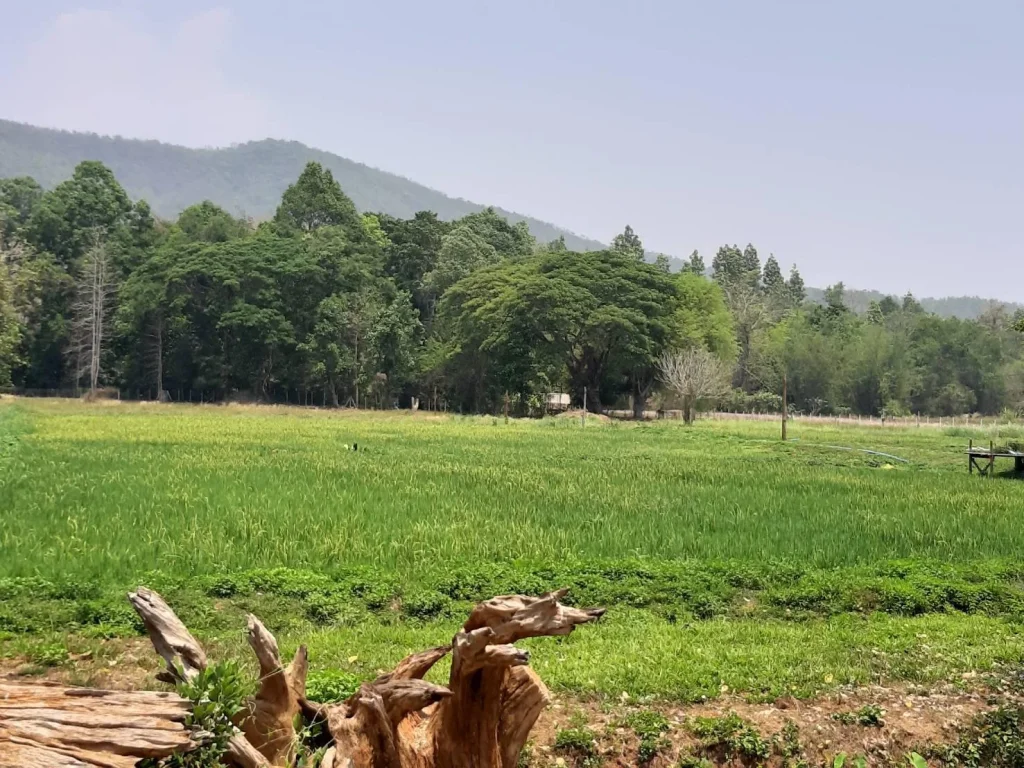 ขายที่ดินแปลงสวยวิวภูเขา บ้านป่าเมี่ยง อดอยสะเก็ด