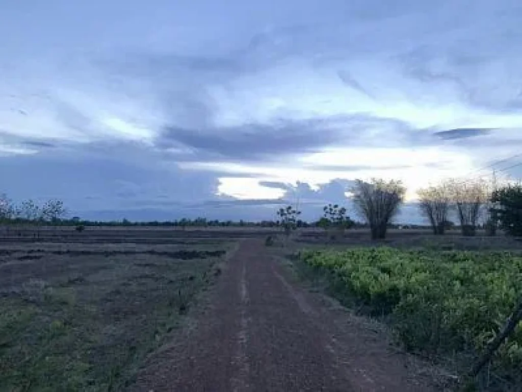 ที่ดินสวนปาล์ม แปลงใหญ่ 31 ไร่โฉนดถูกต้องพร้อมบ้านใหม่ๆ เพชรบูรณ์วิวสวยสุดๆๆอากาศดีมากๆ